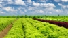 Agricultura